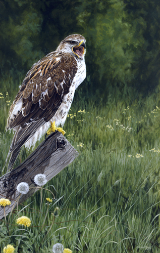 Darren Haley Hedgrow Hunter