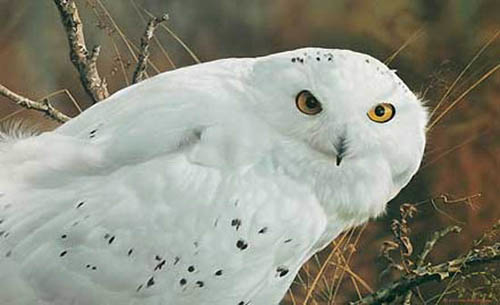 Brenders Amber Gaze Snowy Owl