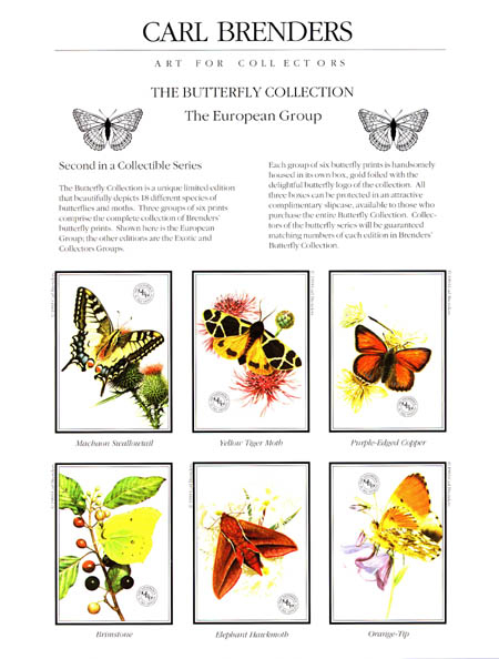 Carl Brenders Butterfly Collection European