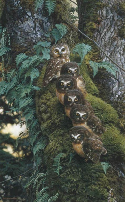 Carl Brenders The Family Tree Owls