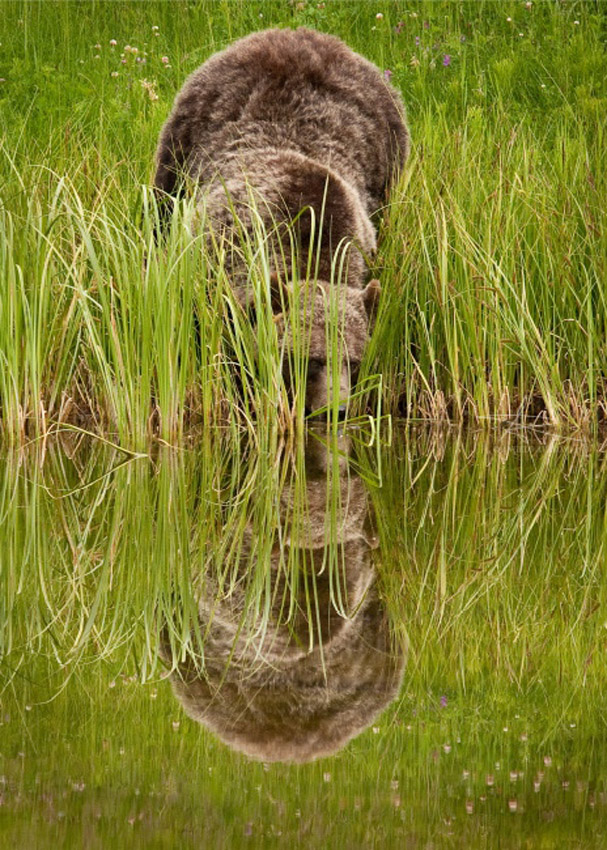 Angelo Avlonitis Grizzly Bear Drinking