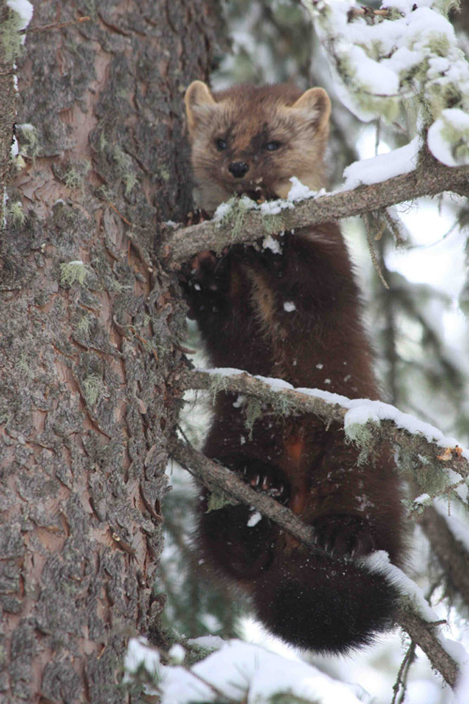 Angelo Avlonitis Pine Marten