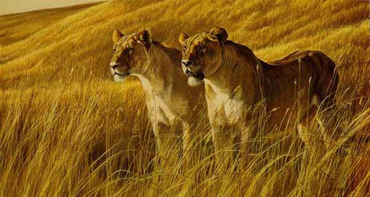 Robert Bateman African Amber Lioness Pair