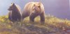 bateman - arctic cliff white wolves.JPG (33428 bytes)