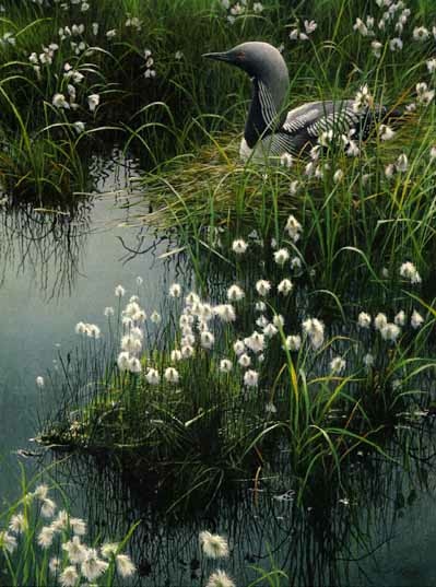 Robert Bateman Arctic Loon and Cottongrass