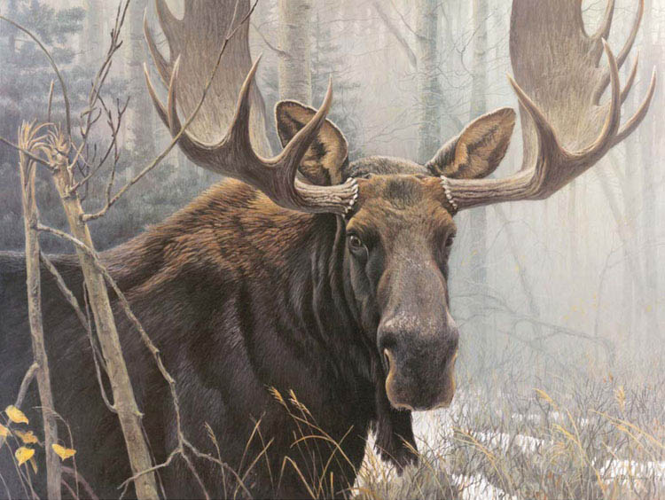 Art Country Canada Robert Bateman Worlds Most Complete Limited