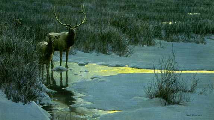 Robert Bateman Evening Light Elk