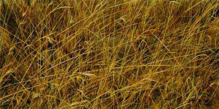 Robert Bateman Eyes In The Grass