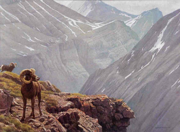 Robert Bateman High Country Stone Sheep