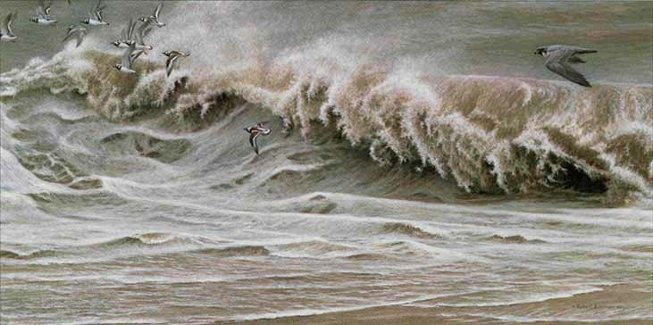 Robert Bateman Peregrine and Ruddy Turnstones