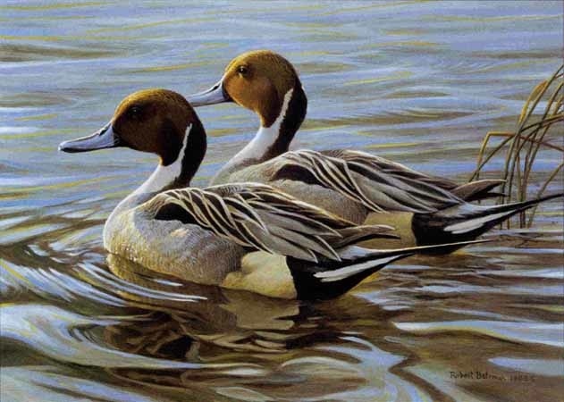 Robert Bateman Pintails In Spring