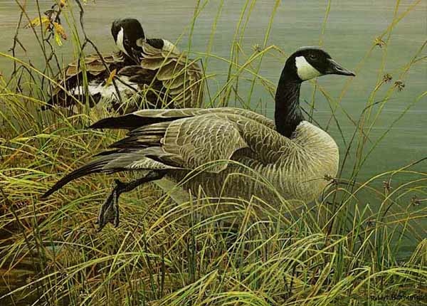 Robert Bateman Preening Pair Canada Geese