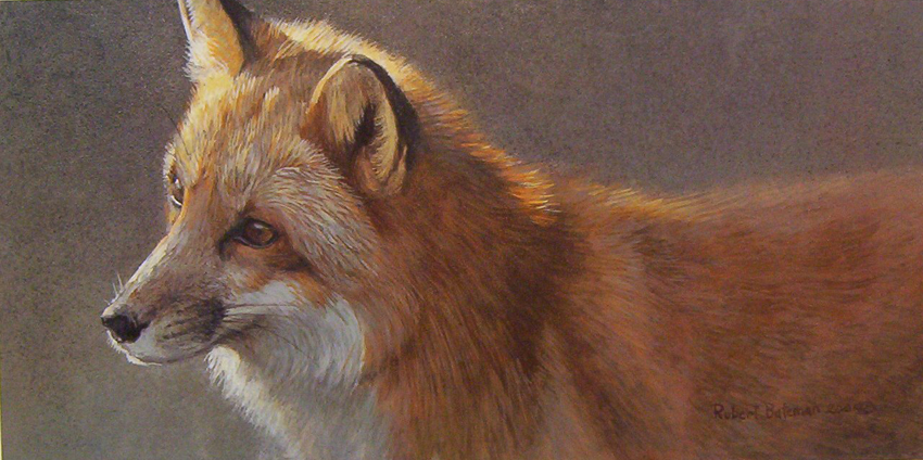 Robert Bateman Questing Red FoxT