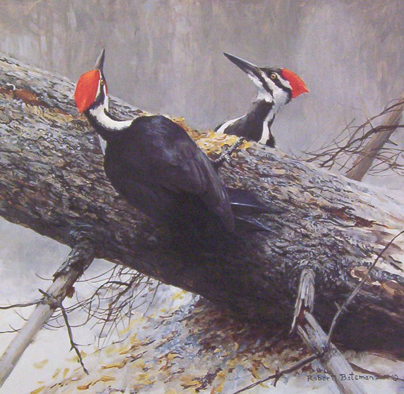 Robert Bateman Woodworkers Pileated Woodpeckers