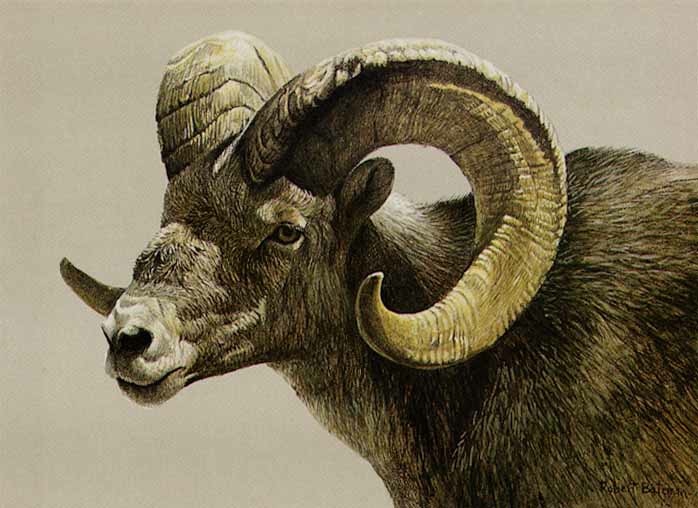 Robert Bateman Stone Sheep Ram