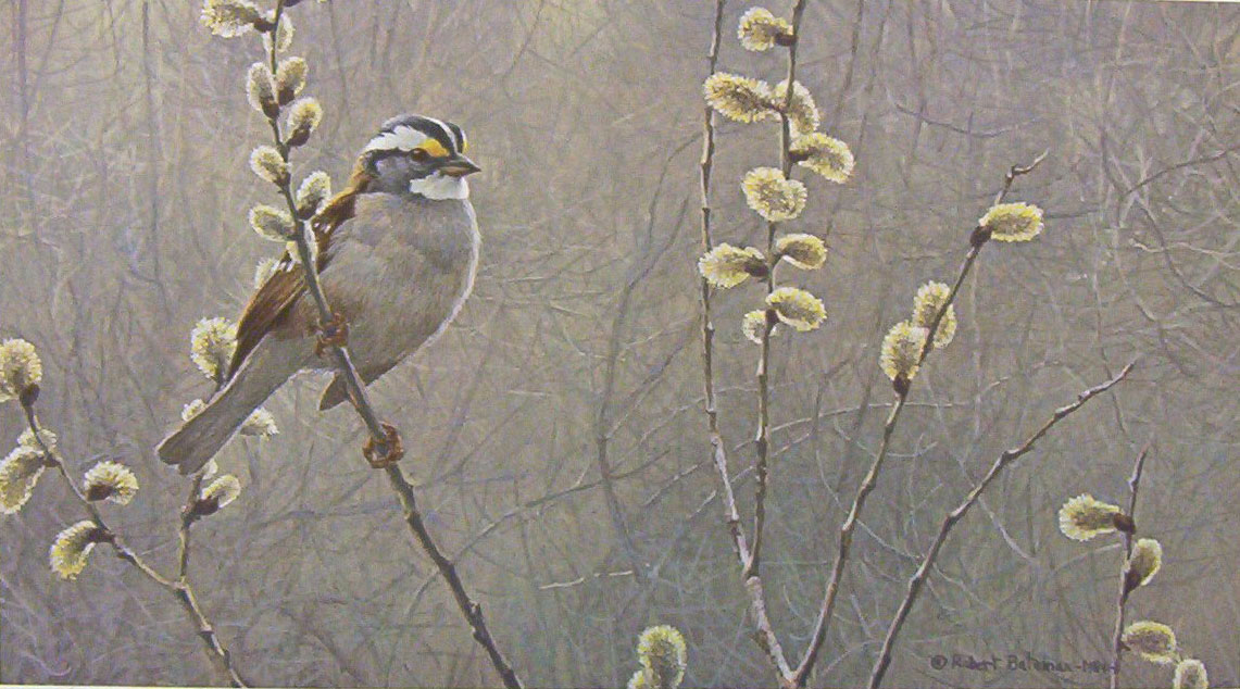 Robert Bateman White-Throated Sparrow and Pussy Willow 
