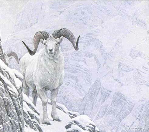 Robert Bateman White World Dall Sheep