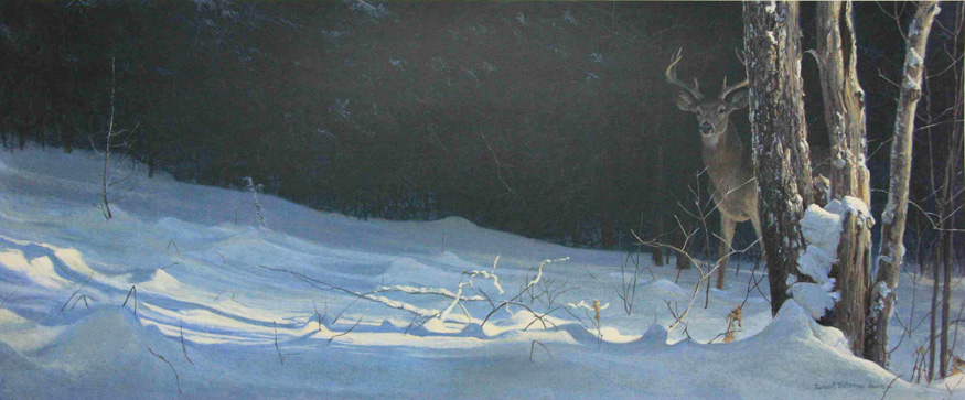 Robert bateman Whitetail in Winter