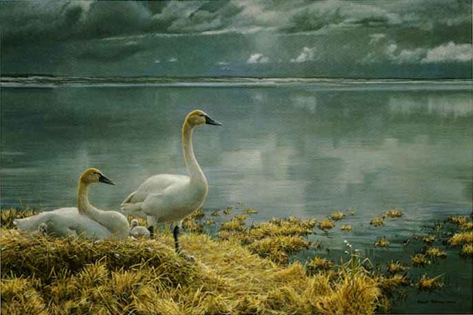 Robert Bateman Wide Horizon Tundra Swans