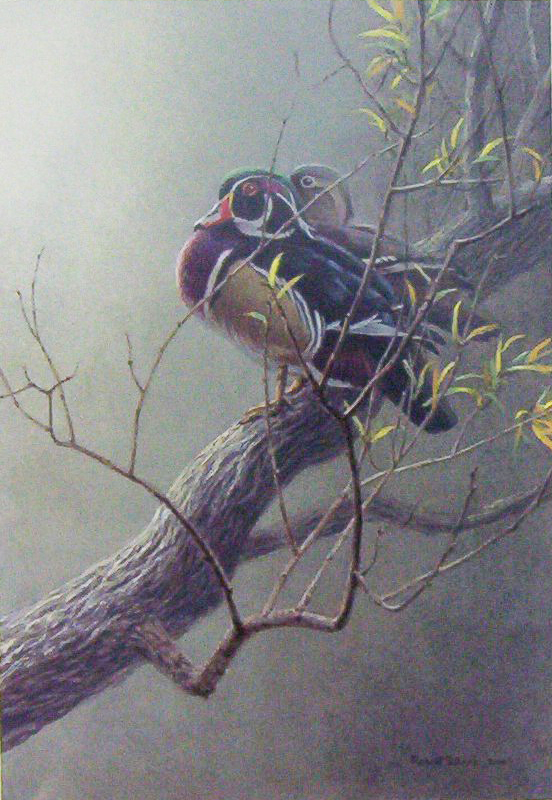 Robert Bateman Wood Duck Pair in Willow