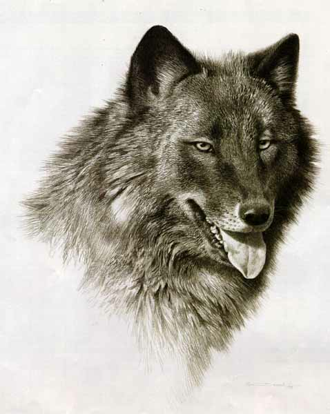 Carl Brenders Black Wolf