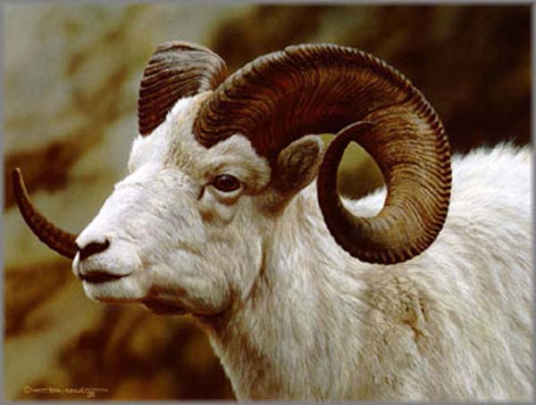 Carl Brenders Dall Sheep