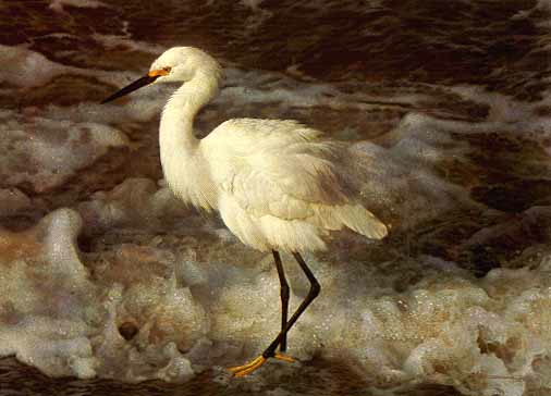 Carl Brenders Island Shores