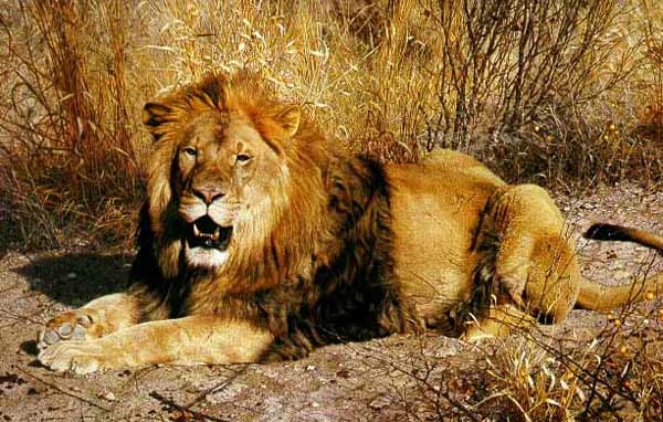 Carl Brenders Kalahari