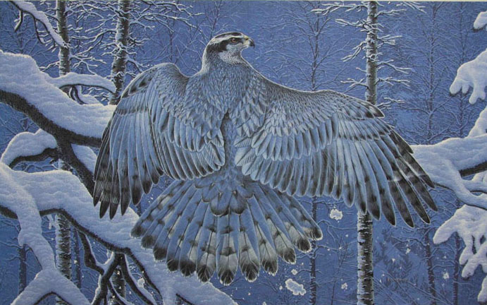 Randy Fehr Boreal Ghost