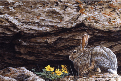 Darren Haley basking In Sunrays Cottontail
