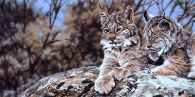 Darren Haley Cat Napping