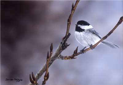 Darren Haley Winter Chickadee 2