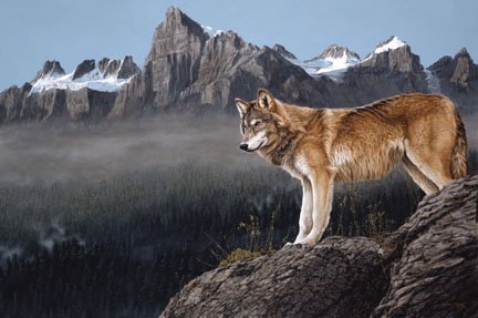 Darren Haley High Country Wolf
