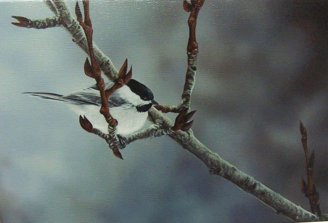 Darren Haley Winter Chickadee 1