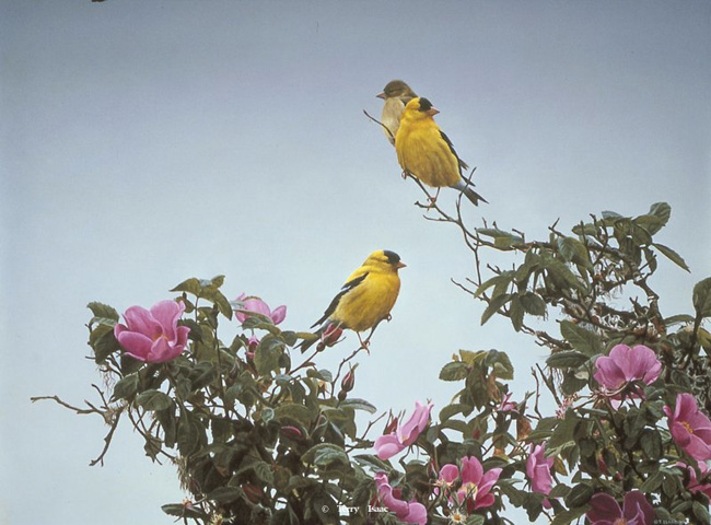 Terry Isaac Gold On The Rose