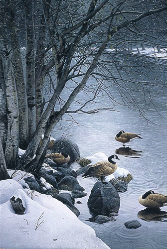 Stephen Lyman Quiet Rain