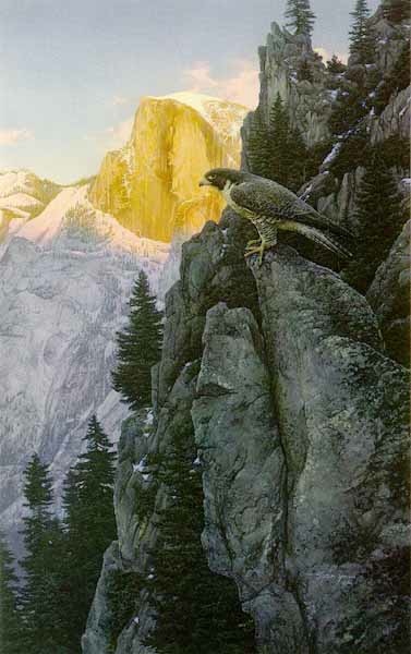 Stephen Lyman Return Of The Falcon