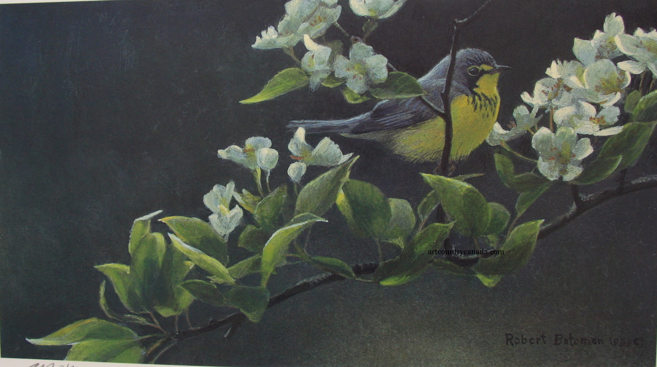 Robert Bateman Canada Warbler and Pear Blossoms