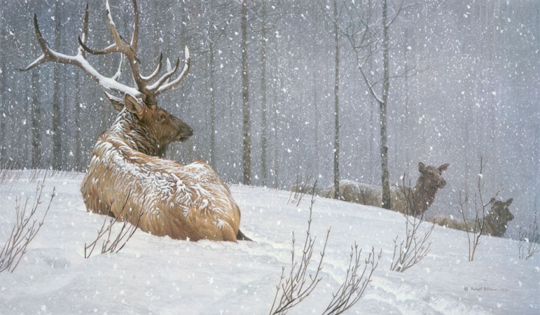 Robert Bateman Evening Snowfall American Elk