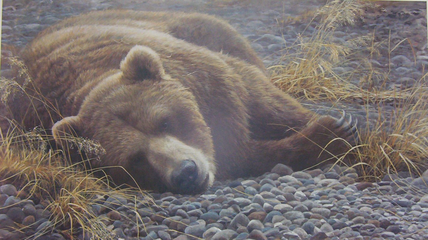Robert Bateman Grizzly at Rest 