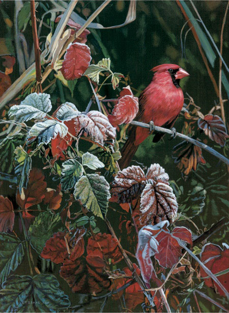 Terry Isaac Frost Fire Cardinal