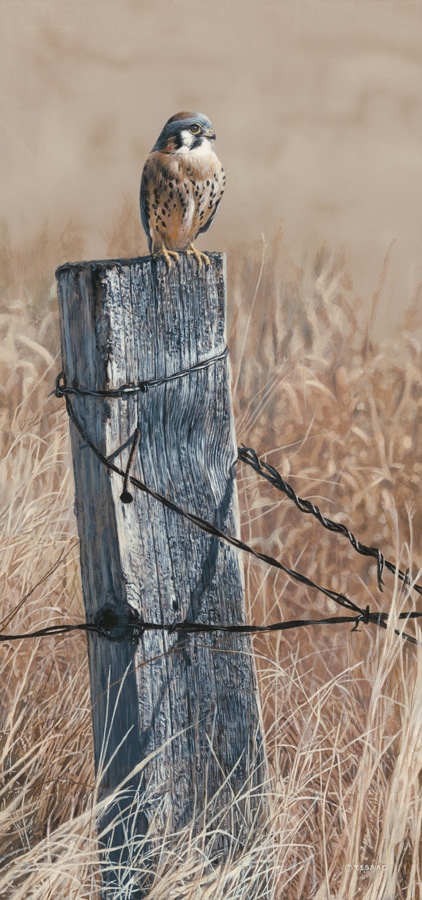 Terry Isaac On The Lookout Kestrel