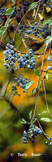 Terry Isaac Trace of Blue