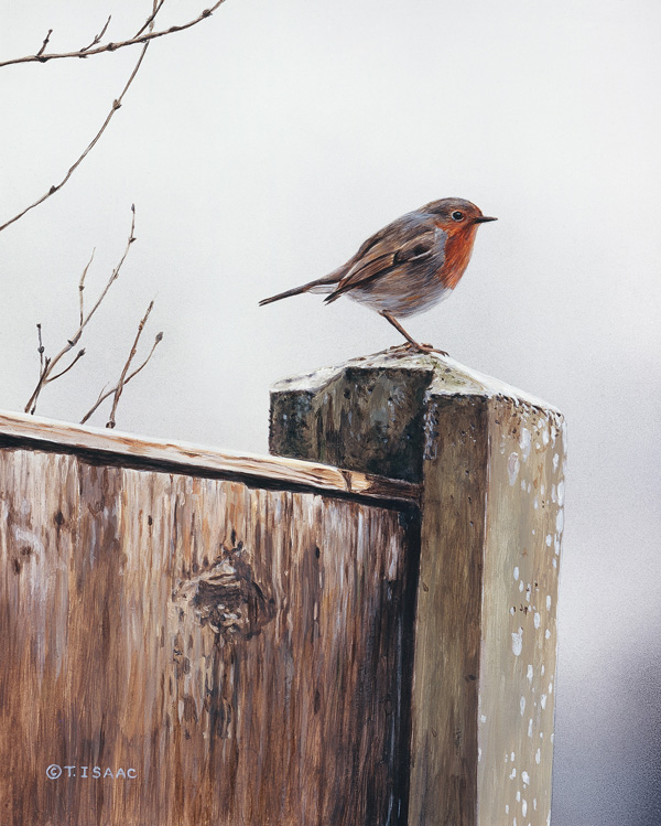 Terry Isaac English Robin