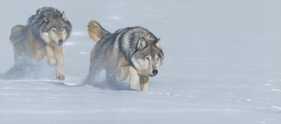 Terry Isaac Gaining Speed Wolves