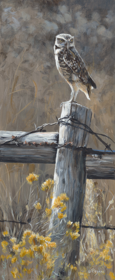 Terry Isaac On The Fence Burrowing Owl