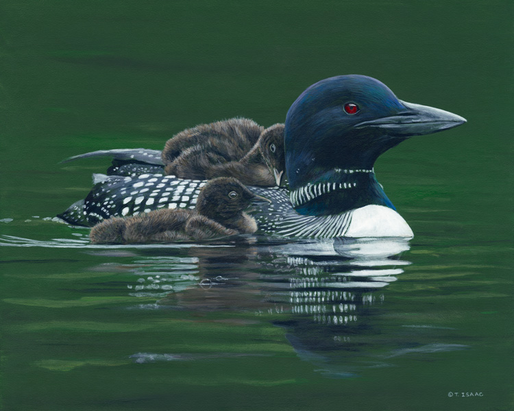 Terry Isaac Safe and Serene