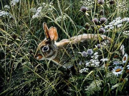 John Seerey-Lester Awakening Meadow Cottontail rabbitn