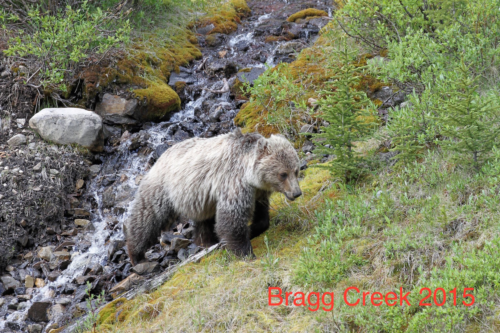 Lloyd Baird Grizzly Bear Creek