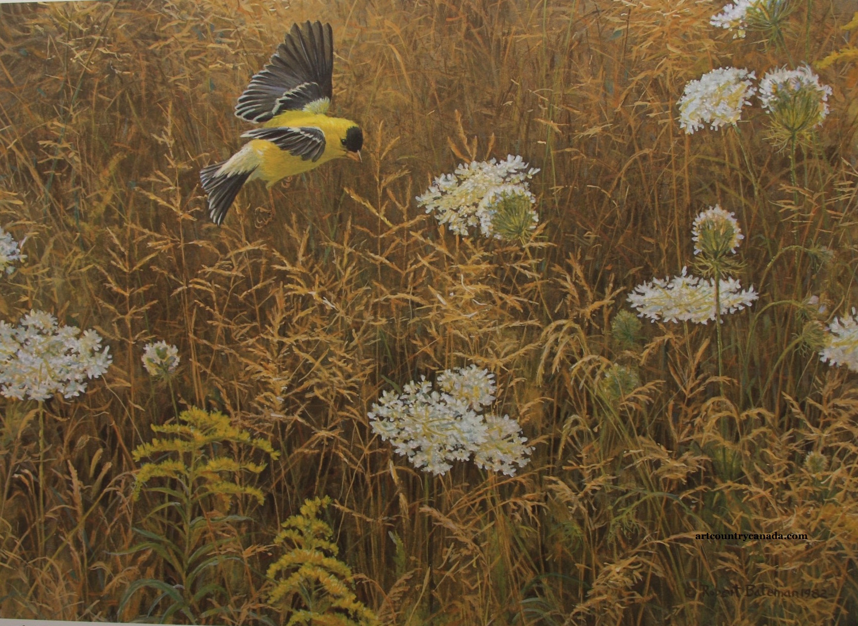 Robert Bateman Queen Anne's Lace and American Goldfinch